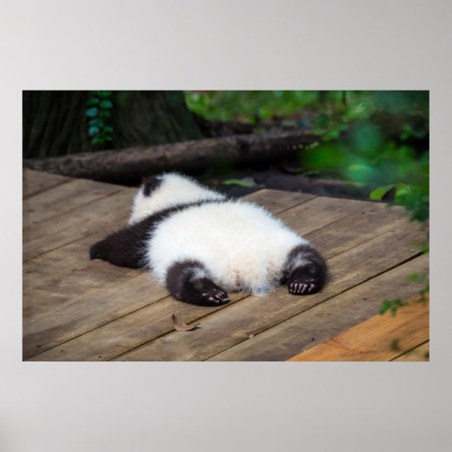 Poster Animaux de bébés cutest | Bébé Géant Panda Dormir (Devant)