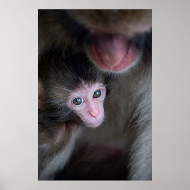 Poster Animaux de bébés cutest | Bébé Macaque singe et mè (Devant)