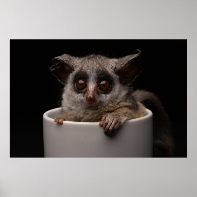 Poster Animaux de bébés cutest | Bébé mignon (Devant)