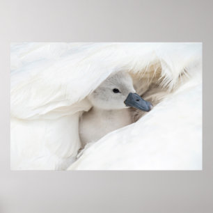 Poster Animaux de bébés cutest Bébé Mute Swan