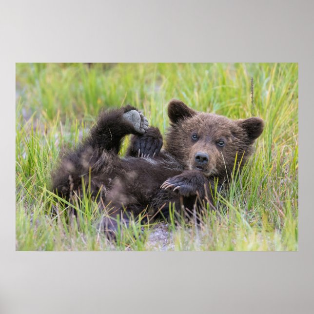 Poster Animaux de bébés cutest | Bébé Ours Brown (Devant)