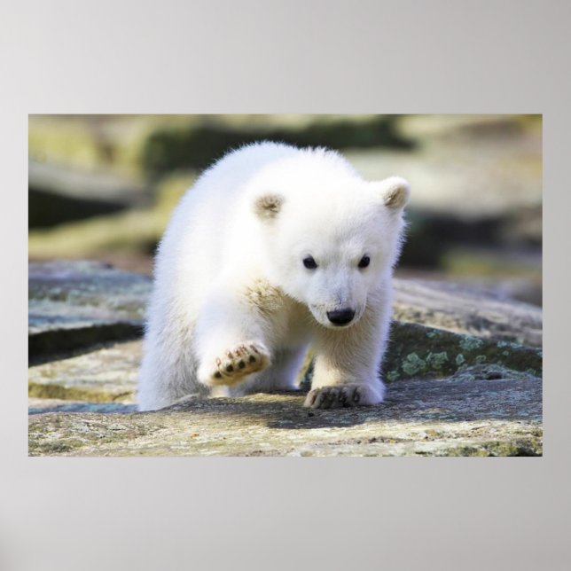 Poster Animaux de bébés cutest | Bébé Ours Polaire Cub (Devant)