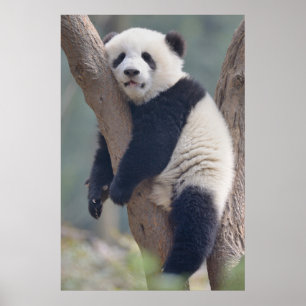 Poster Animaux de bébés cutest   Bébé Panda Ours Dormir