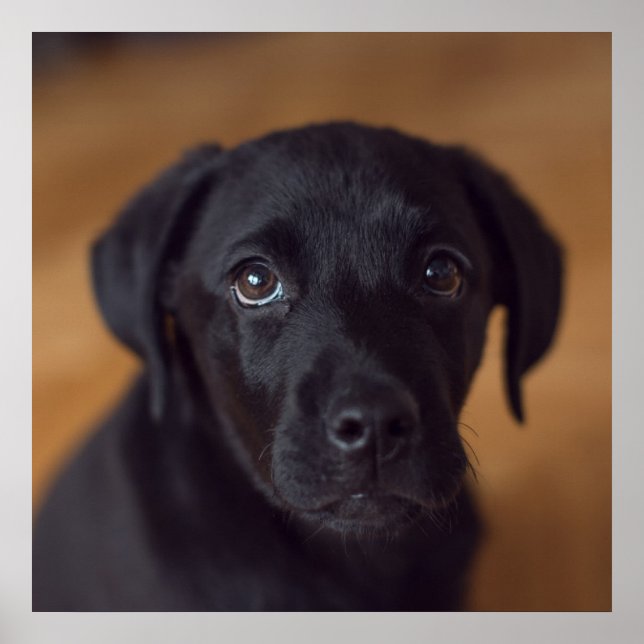 Poster Animaux de bébés cutest | Black Labrador Puppy (Devant)