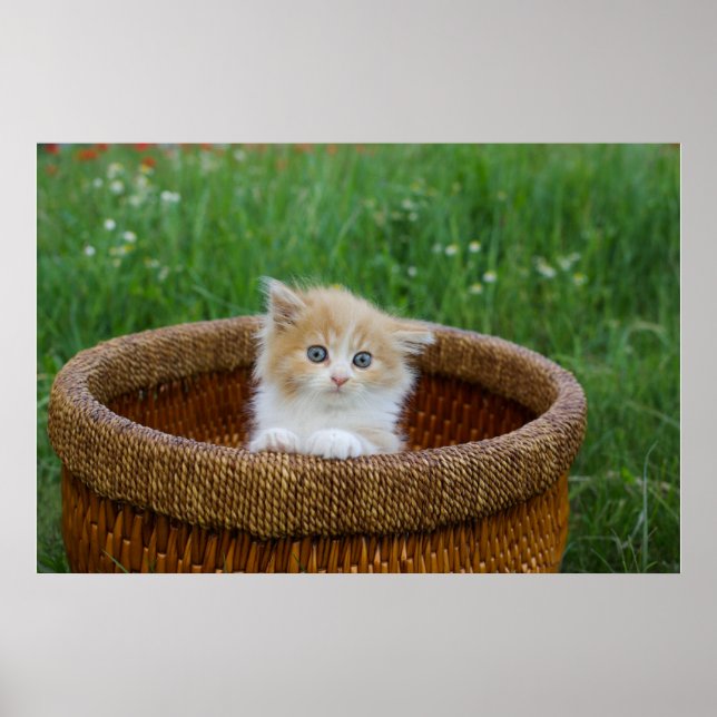 Poster Animaux de bébés cutest | Blue Eyed Kitten (Devant)