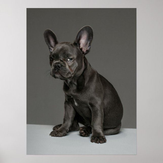 Poster Animaux de bébés cutest | Blue French Bulldog Pupp (Devant)