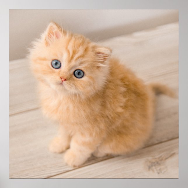 Poster Animaux de bébés cutest | British Longhair Kitten (Devant)