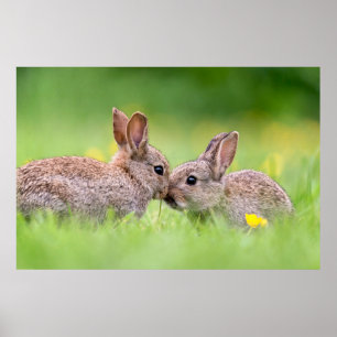 Poster Animaux de bébés cutest   Bunny Kiss