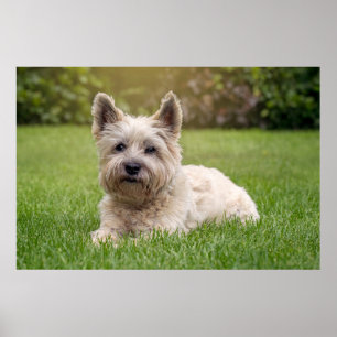 Poster Animaux de bébés cutest   Cairn Terrier Dog