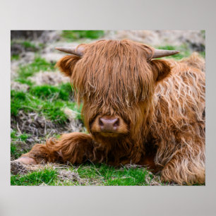 Poster Animaux de bébés cutest   Calf de vache des Highla