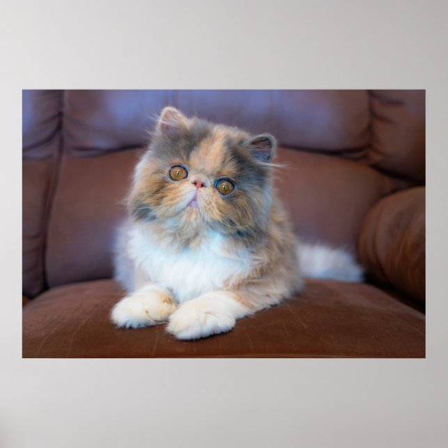 Poster Animaux de bébés cutest | Calico Persian Kitten (Devant)