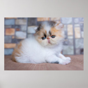 Poster Animaux de bébés cutest   Calico Persian Kitten