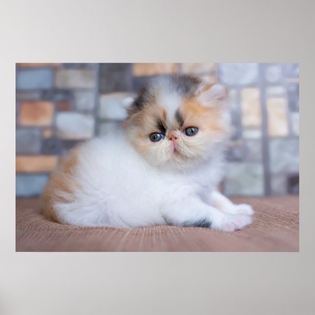 Poster Animaux de bébés cutest | Calico Persian Kitten (Devant)