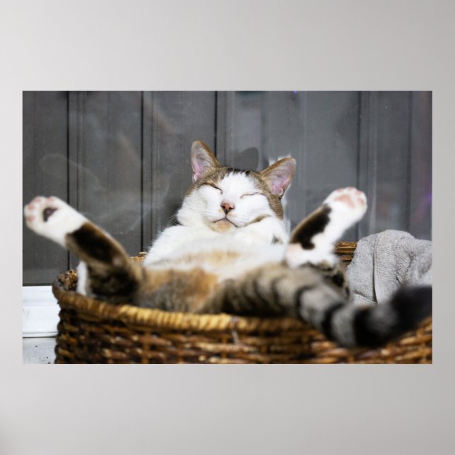Poster Animaux de bébés cutest | Chat dans le lit (Devant)