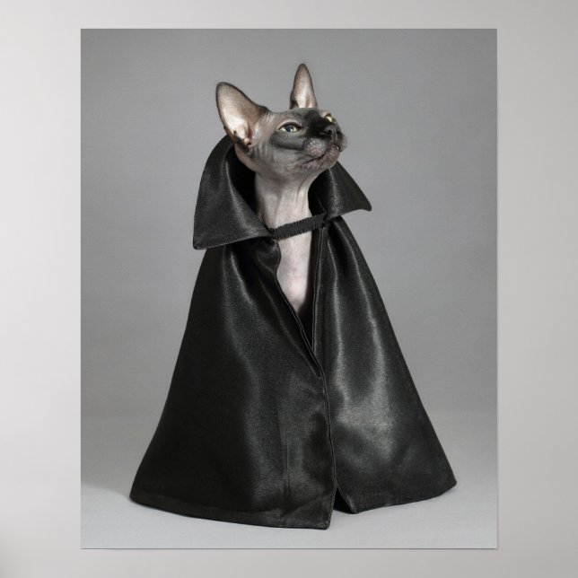 Poster Animaux de bébés cutest | Chat sans poil Sphynx (Devant)