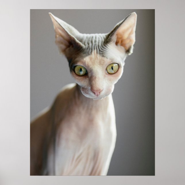 Poster Animaux de bébés cutest | Chat Sphinx (Devant)