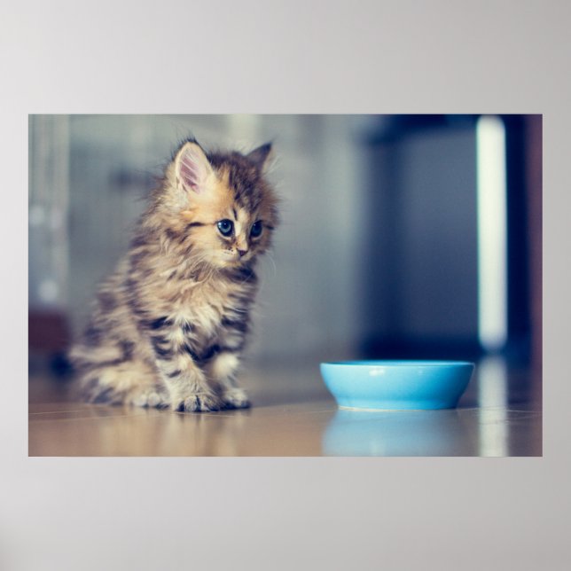 Poster Animaux de bébés cutest | Chaton persan aux yeux b (Devant)