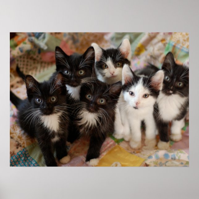 Poster Animaux de bébés cutest | Chatons noirs et blancs (Devant)