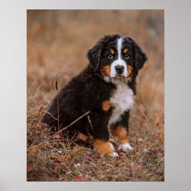 Poster Animaux de bébés cutest | Chien de montagne bernoi (Devant)