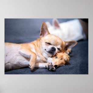 Poster Animaux de bébés cutest   Chihuahua Chig aux cheve