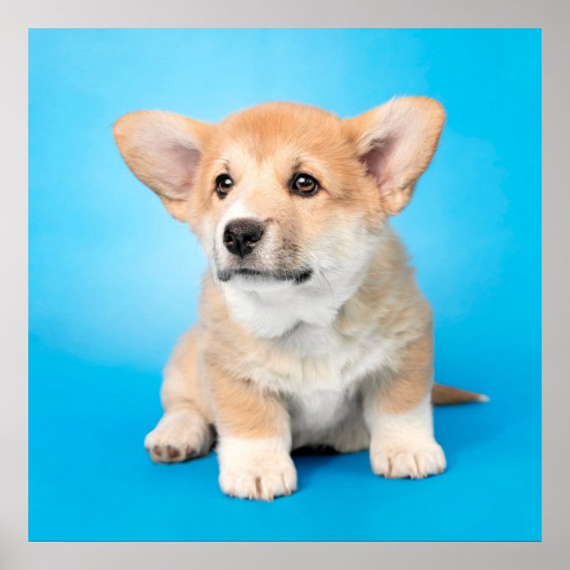 Poster Animaux de bébés cutest | Chiot de Corgi en bleu (Devant)