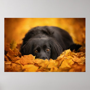 Poster Animaux de bébés cutest   Chiot noir espagnol