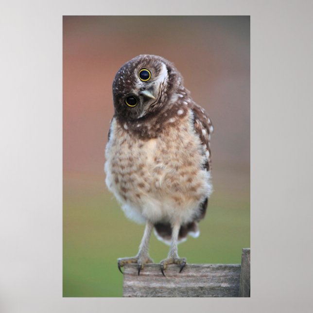 Poster Animaux de bébés cutest | Chouette à tête bractée (Devant)