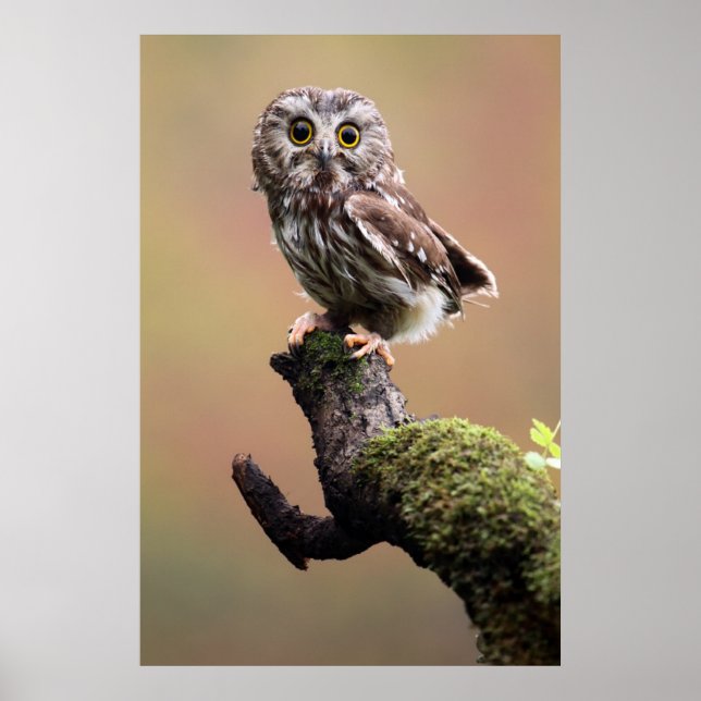 Poster Animaux de bébés cutest | Chouette blanche de la s (Devant)