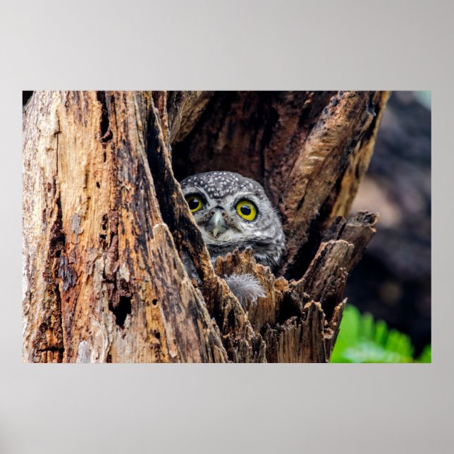 Poster Animaux de bébés cutest | Chouette tachetée (Devant)