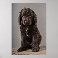 Animaux de bébés cutest | Cockapoo Puppy