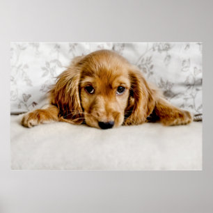 Poster Animaux de bébés cutest Cocker Spaniel