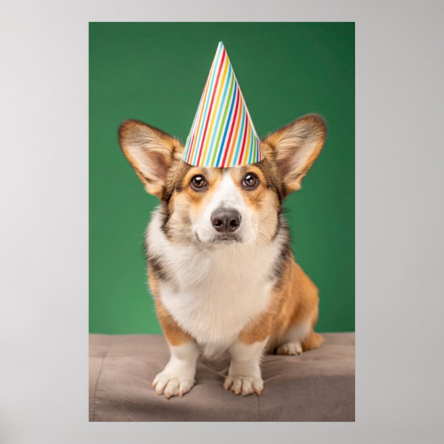Poster Animaux de bébés cutest | Corgi Anniversaire Chiot (Devant)