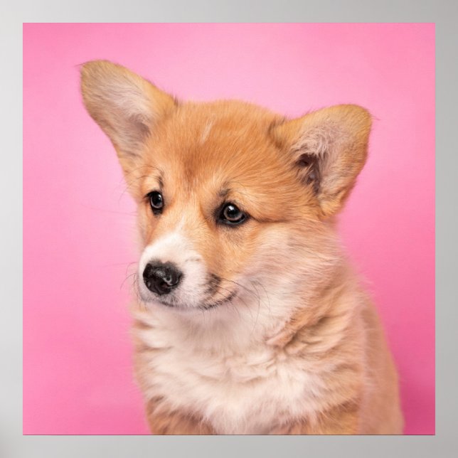 Poster Animaux de bébés cutest | Corgi Chiot rose (Devant)