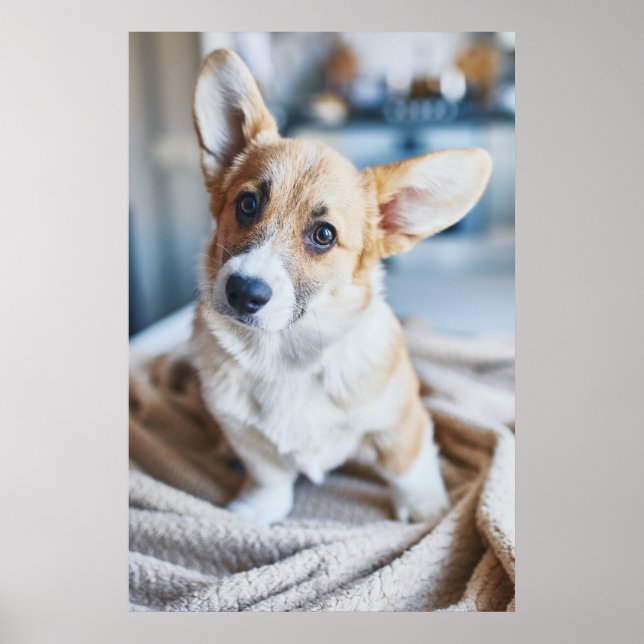 Poster Animaux de bébés cutest | Corgi Head Tilt (Devant)
