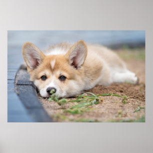 Poster Animaux de bébés cutest Corgi Laying in the Yard
