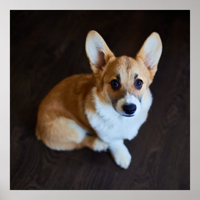 Poster Animaux de bébés cutest | Corgi levant les yeux (Devant)