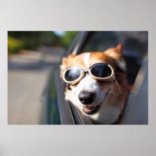Poster Animaux de bébés cutest   Corgi lunettes dans la v