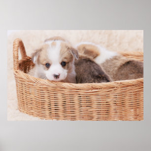 Poster Animaux de bébés cutest   Corgi Miny Puppy