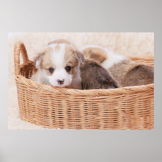 Poster Animaux de bébés cutest | Corgi Miny Puppy (Devant)