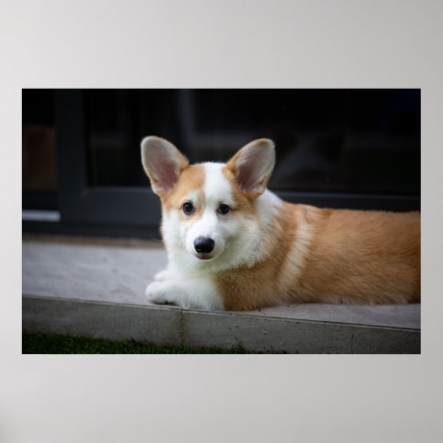 Poster Animaux de bébés cutest | Corgi Puppy Relaxant (Devant)