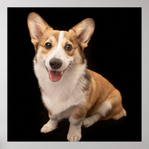 Poster Animaux de bébés cutest   Corgi Puppy Smile