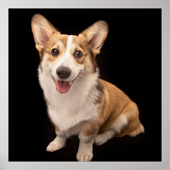 Poster Animaux de bébés cutest | Corgi Puppy Smile (Devant)