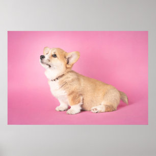 Poster Animaux de bébés cutest   Corgi rose Chiot