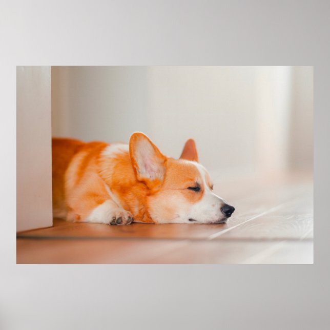 Poster Animaux de bébés cutest | Corgi Sleeping (Devant)