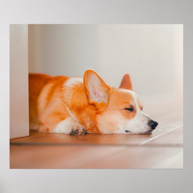 Poster Animaux de bébés cutest | Corgi Sleeping (Devant)