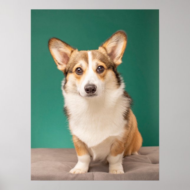 Poster Animaux de bébés cutest | Corgi sur Turquoise (Devant)