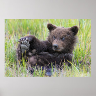 Poster Animaux de bébés cutest Cute Brown Bear Cub Joue
