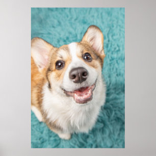 Poster Animaux de bébés cutest   Cute Corgi Puppy Smile