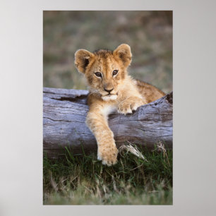 Poster Animaux de bébés cutest   Cute Lion Cub