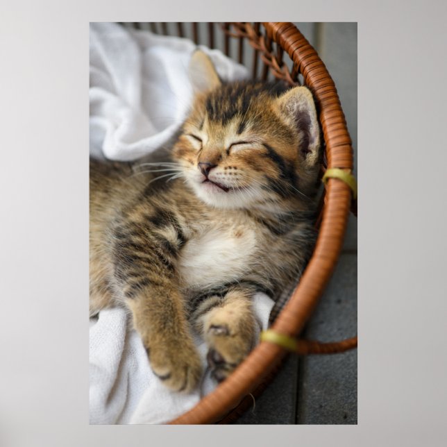 Poster Animaux de bébés cutest | Cute Tabby Chat Dormir (Devant)